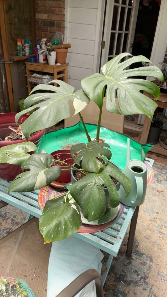 A variegated monstera on a green repotting mat, mid-repot