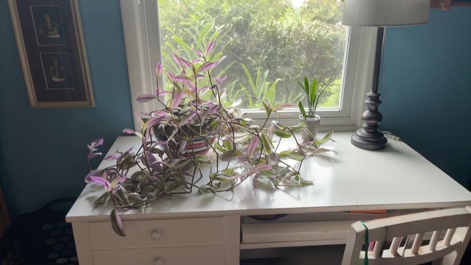 A sprawling pink-and-green trailing plant spilling across a white desk