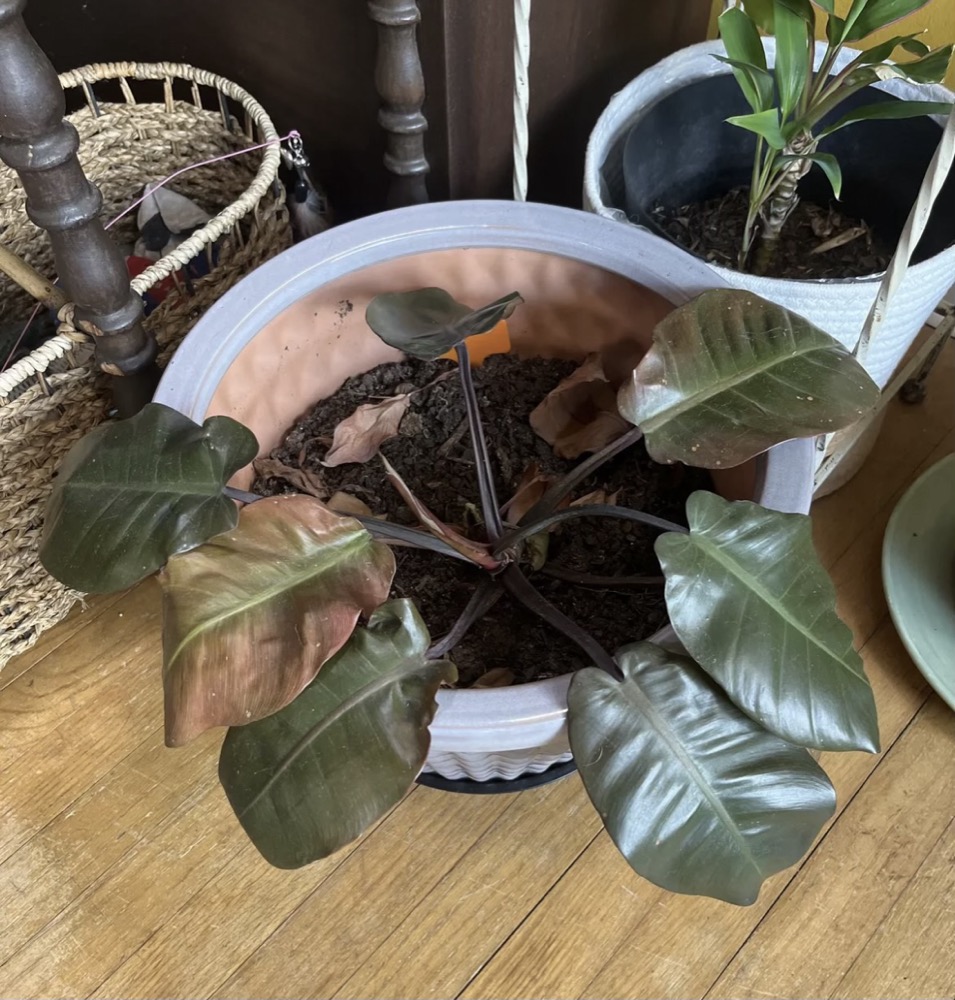 A droopy philodendron with a few sad leaves sitting in a huge, mostly empty pot of soil