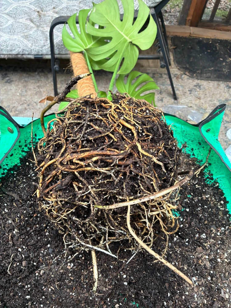 A monstera pulled out of its pot, showing a dense ball of roots wrapped around and around the soil