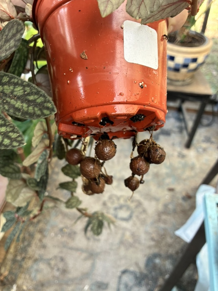 The same nursery pot from below, with roots pushing out of the drainage holes