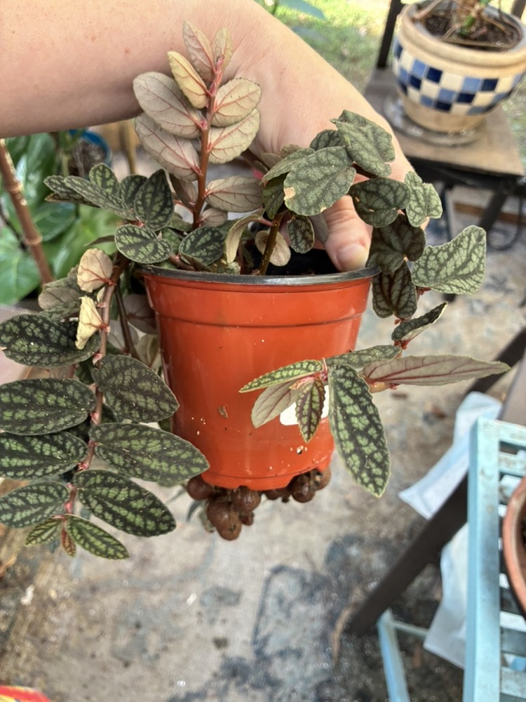 A potted plant with green and silver leaves that looks healthy from above