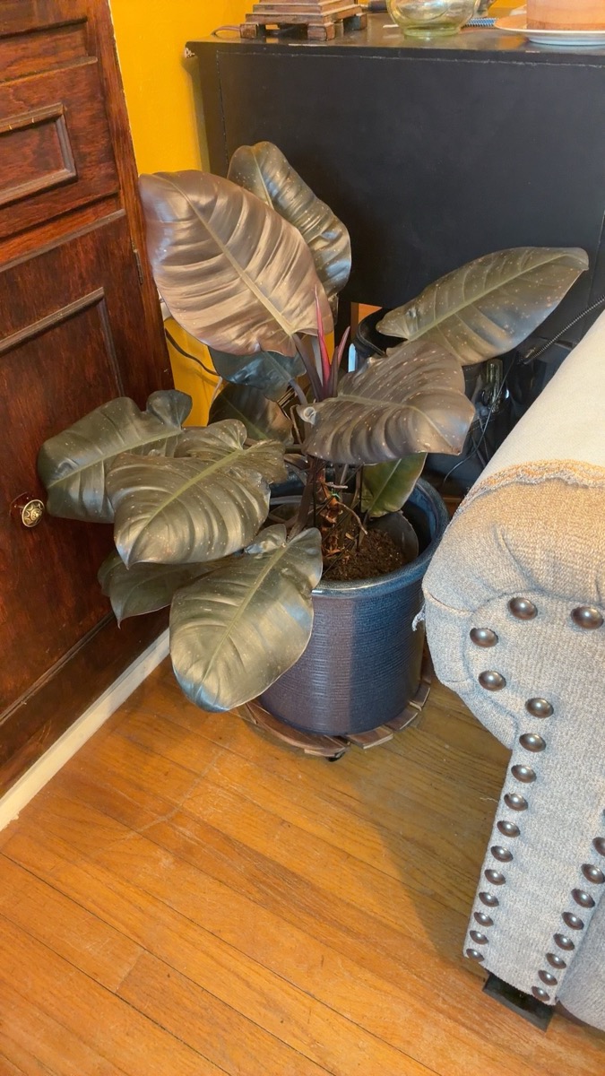 A big, bushy dark-leaved philodendron thriving in a snug blue pot